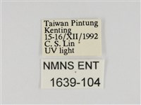 小紫斑蝶藏品圖，第3張