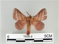 川邊氏枯葉蛾藏品圖，第1張