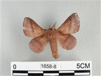 川邊氏枯葉蛾藏品圖，第2張