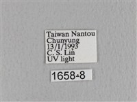 川邊氏枯葉蛾藏品圖，第3張