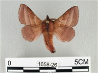 川邊氏枯葉蛾藏品圖，第1張