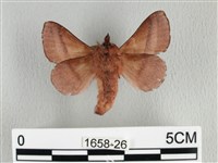 川邊氏枯葉蛾藏品圖，第2張