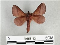 川邊氏枯葉蛾藏品圖，第2張