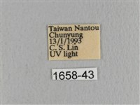 川邊氏枯葉蛾藏品圖，第3張