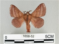 川邊氏枯葉蛾藏品圖，第1張