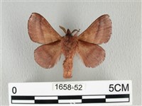 川邊氏枯葉蛾藏品圖，第2張