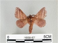 川邊氏枯葉蛾藏品圖，第1張