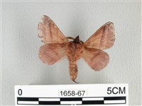 川邊氏枯葉蛾藏品圖，第2張