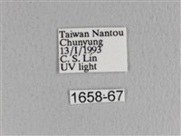 川邊氏枯葉蛾藏品圖，第3張