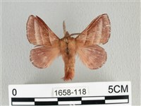 川邊氏枯葉蛾藏品圖，第1張