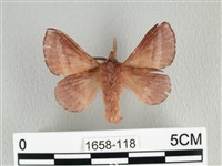 川邊氏枯葉蛾藏品圖，第2張