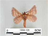 川邊氏枯葉蛾藏品圖，第1張