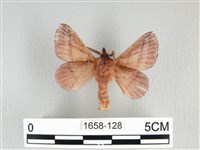 川邊氏枯葉蛾藏品圖，第2張