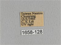 川邊氏枯葉蛾藏品圖，第3張