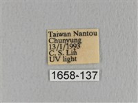 川邊氏枯葉蛾藏品圖，第3張
