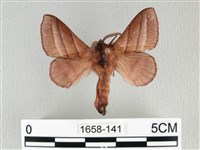 川邊氏枯葉蛾藏品圖，第1張