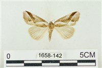 素木氏美波紋蛾藏品圖，第1張