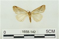 素木氏美波紋蛾藏品圖，第2張