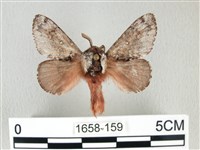 銀肩枯葉蛾藏品圖，第1張