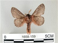 銀肩枯葉蛾藏品圖，第2張