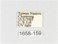 銀肩枯葉蛾藏品圖，第3張