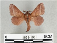 川邊氏枯葉蛾藏品圖，第1張