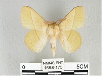 青枯葉蛾藏品圖，第1張