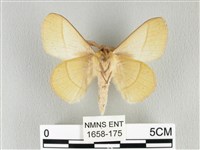 青枯葉蛾藏品圖，第2張