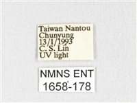 銀肩枯葉蛾藏品圖，第3張