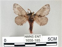 銀肩枯葉蛾藏品圖，第1張