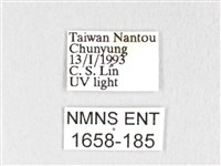 銀肩枯葉蛾藏品圖，第3張