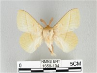 青枯葉蛾藏品圖，第1張