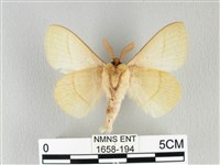 青枯葉蛾藏品圖，第2張