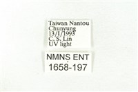 樹形尺蛾藏品圖，第3張