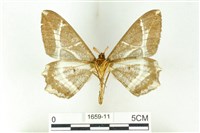 樹形尺蛾藏品圖，第2張