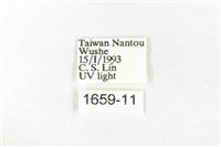 樹形尺蛾藏品圖，第3張