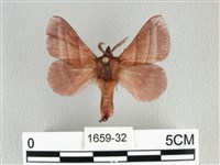 川邊氏枯葉蛾藏品圖，第1張