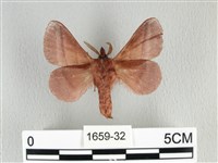 川邊氏枯葉蛾藏品圖，第2張