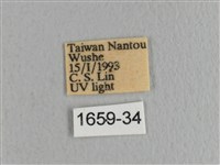 川邊氏枯葉蛾藏品圖，第3張