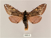 井上氏絨毛天蛾藏品圖，第1張