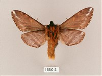 井上氏絨毛天蛾藏品圖，第2張