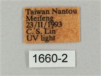 井上氏絨毛天蛾藏品圖，第3張