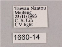 井上氏絨毛天蛾藏品圖，第3張
