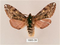 井上氏絨毛天蛾藏品圖，第1張