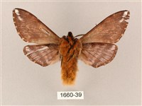 井上氏絨毛天蛾藏品圖，第2張