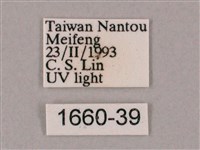 井上氏絨毛天蛾藏品圖，第3張