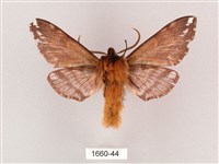 井上氏絨毛天蛾藏品圖，第2張