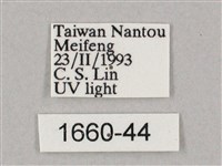 井上氏絨毛天蛾藏品圖，第3張