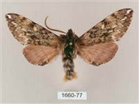 井上氏絨毛天蛾藏品圖，第1張