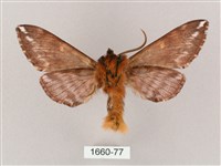 井上氏絨毛天蛾藏品圖，第2張